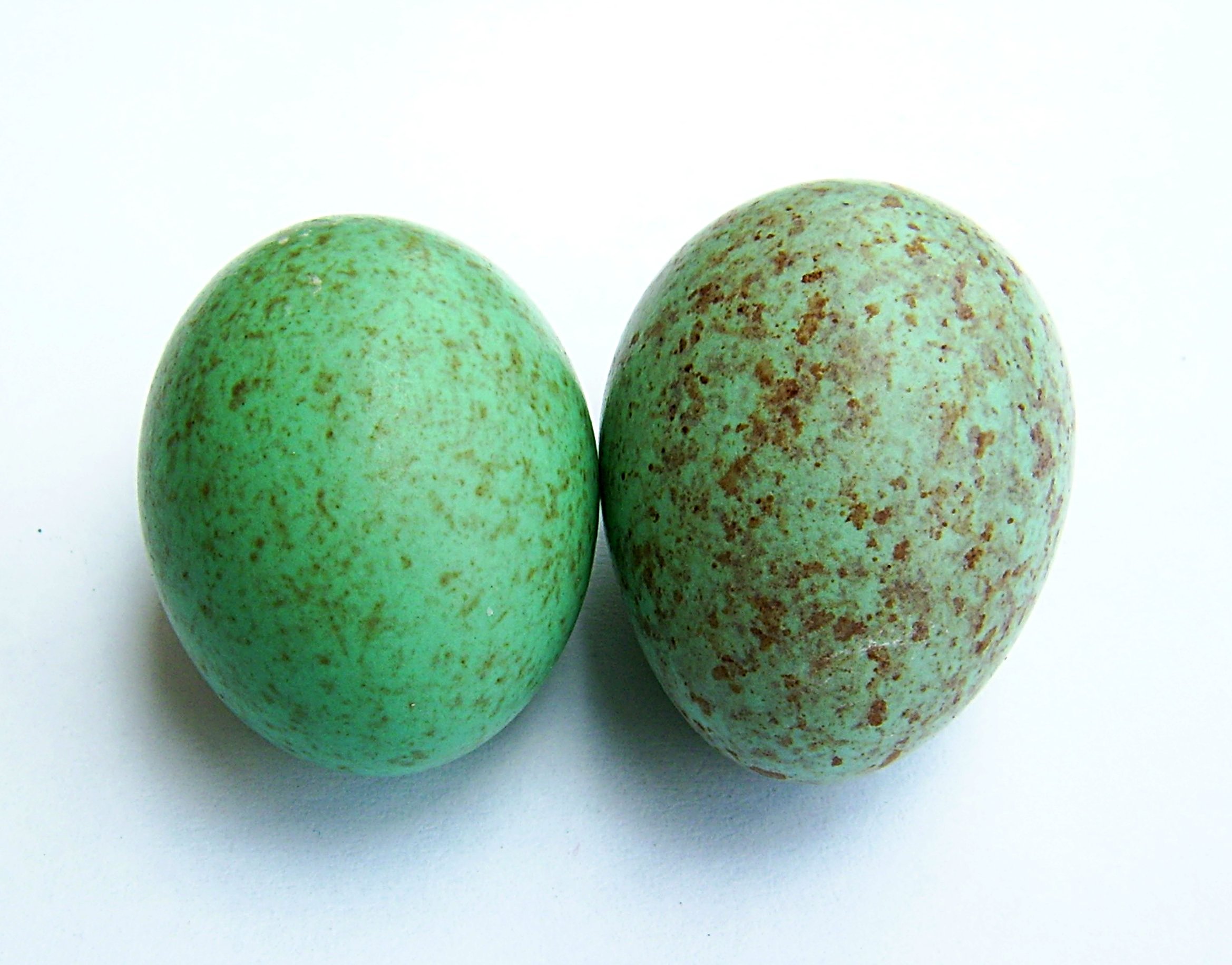 Какого цвета яйца птиц. Зеленые птичьи яйца. Яйца зеленого цвета. Яйцо зеленое в крапинку. Разноцветные птичьи яйца.