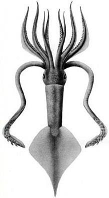 Description de l'image Ancistroteuthis lichtensteini.jpg.