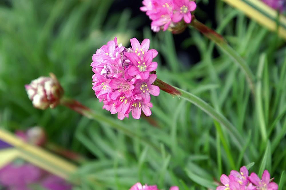 Armeria maritima.