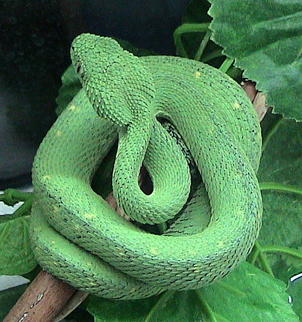 зеленая древесная змея
