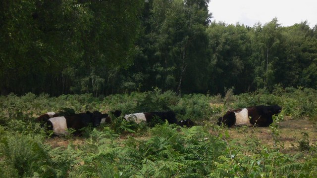 File:Belties on Pound Common - geograph.org.uk - 1398826.jpg