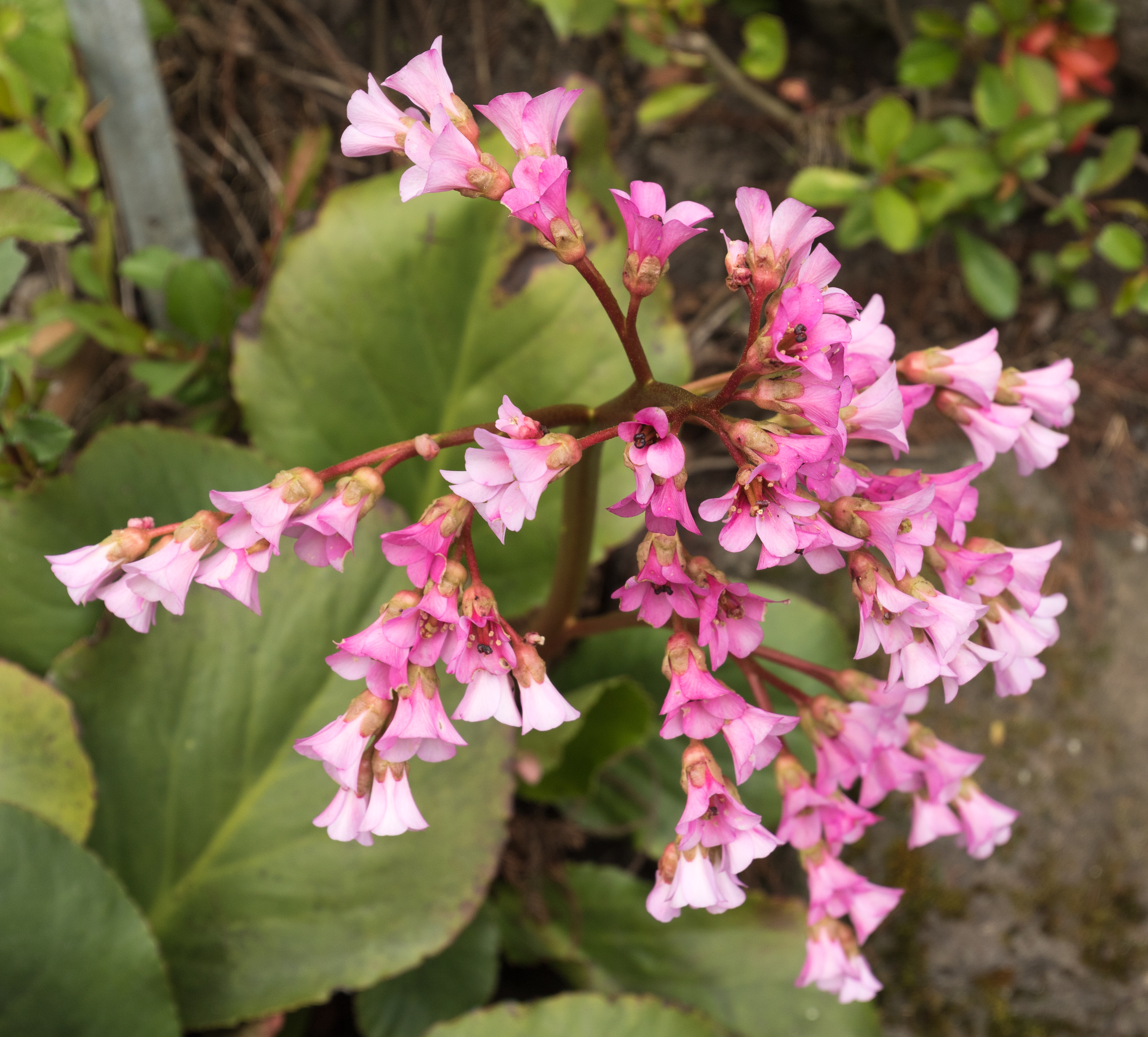 Datei:Bergenia stracheyi, Himalaja-Bergenie (Alter ...