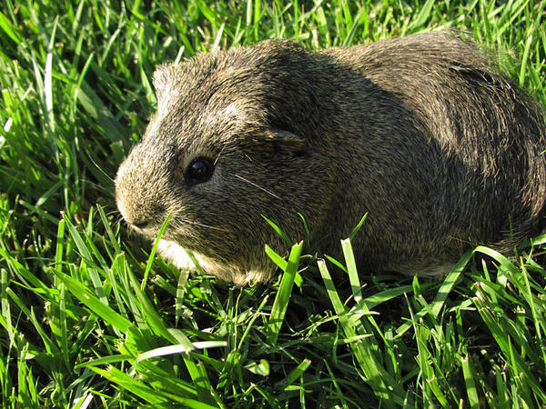 File:Cavy eating grass.jpg