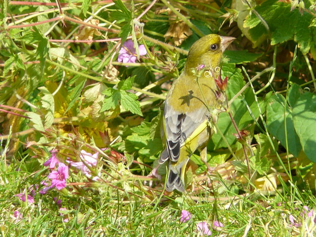 File:Chichester - Greenfinch (2) - geograph.org.uk - 1371026.jpg