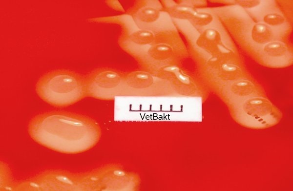 File:Closeup of Streptococcus equi subspecies zooepidemicus on blood agar.jpg