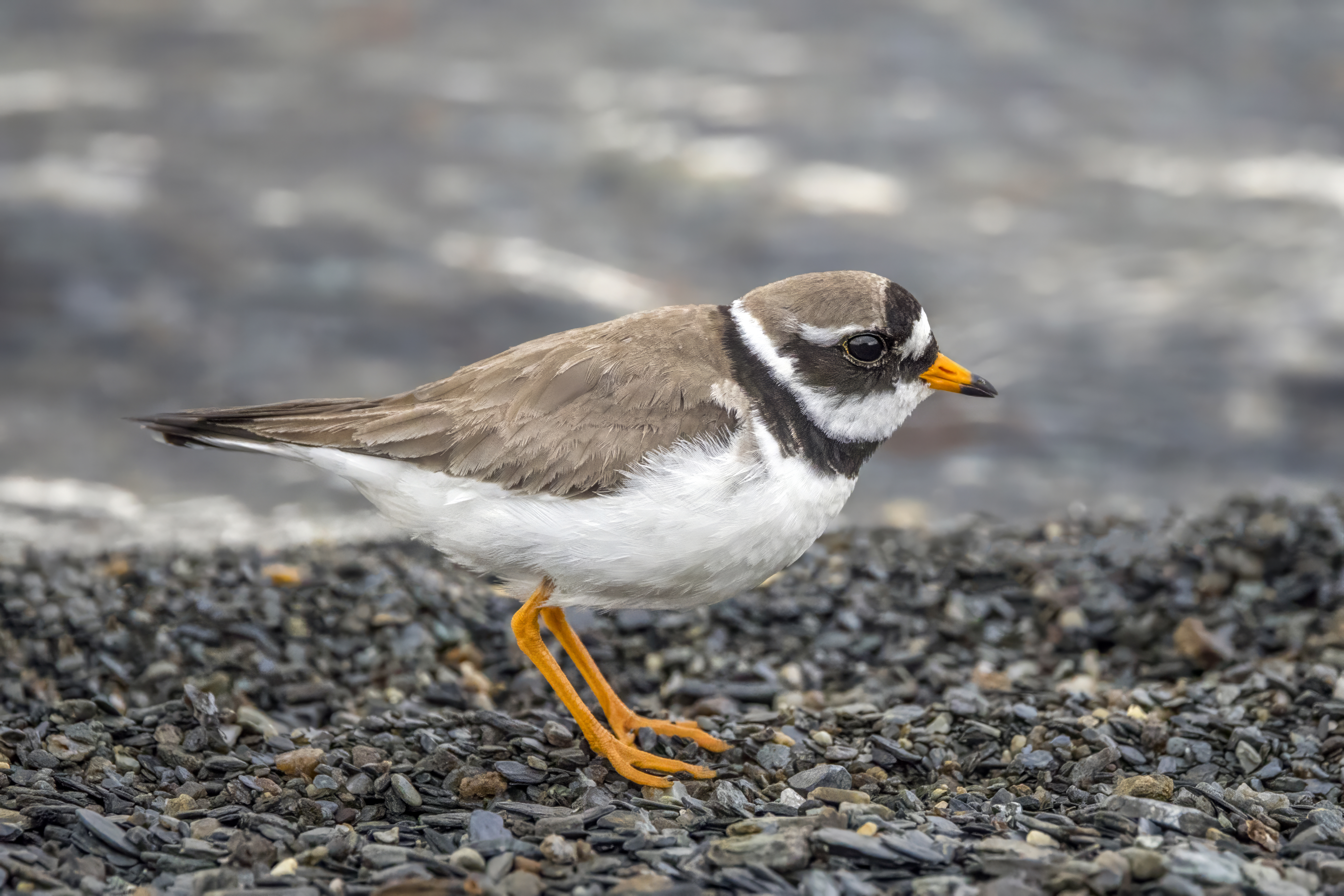Endangered Piping Plovers Continue Their Upturn on New Hampshire Beaches –  NH Fish and Game Department