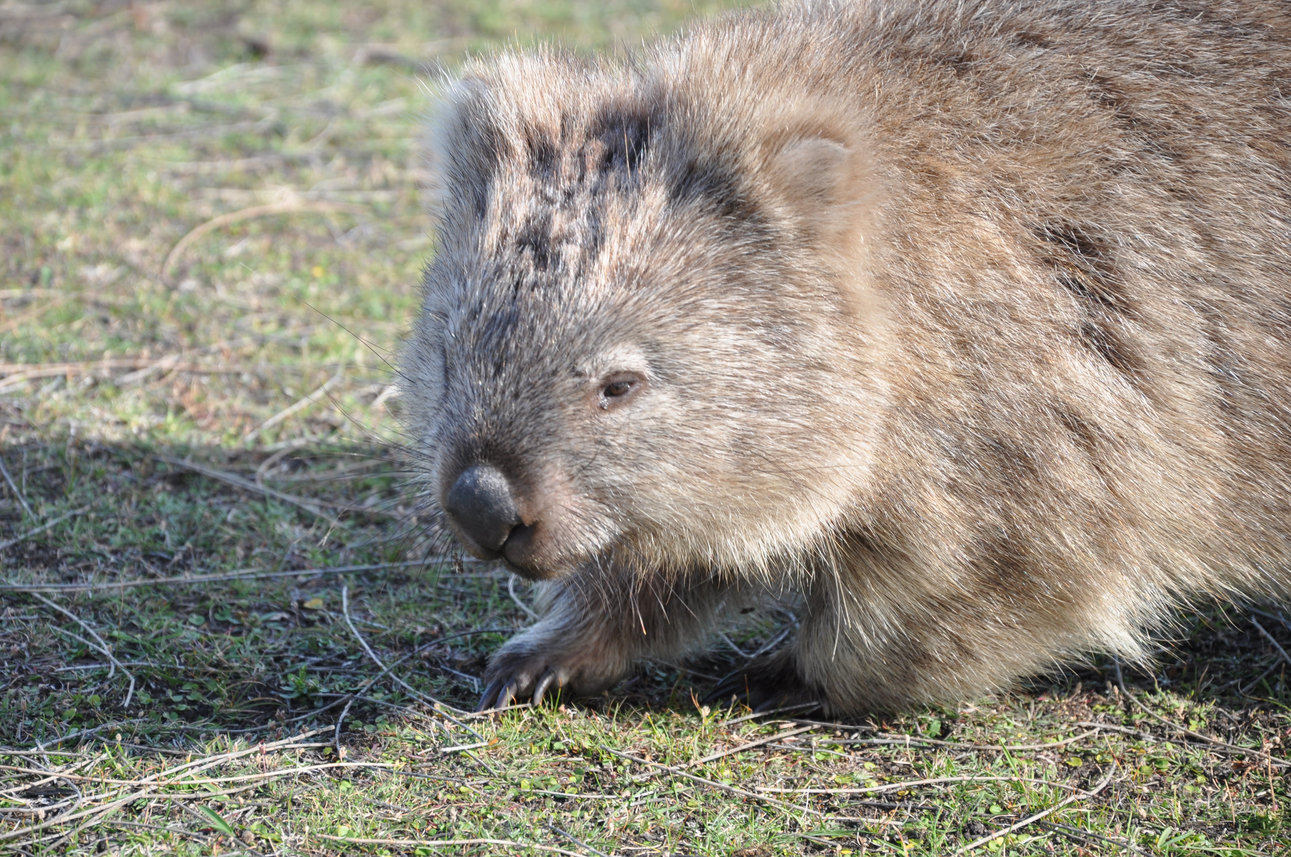 Wombat перевод. Дипротодон вомбат. Древние вомбаты. Вомбат хвост. Самка вомбата.