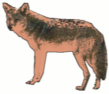 Coyote — Wikipédia