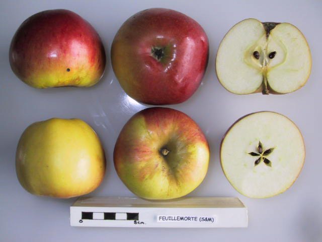 File:Cross section of Feuillemorte (Seine & Marne), National Fruit Collection (acc. 1950-158).jpg