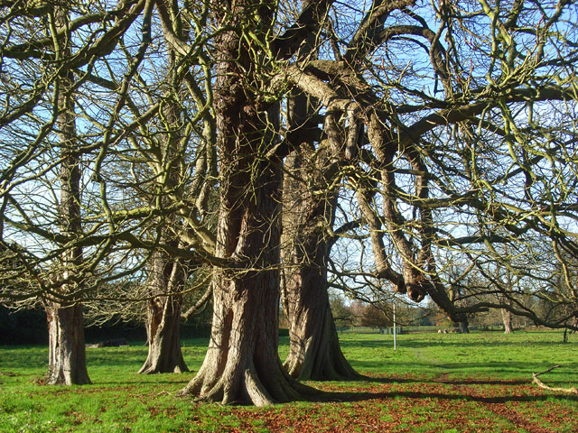 File:Crowsley Park - geograph.org.uk - 1059558.jpg