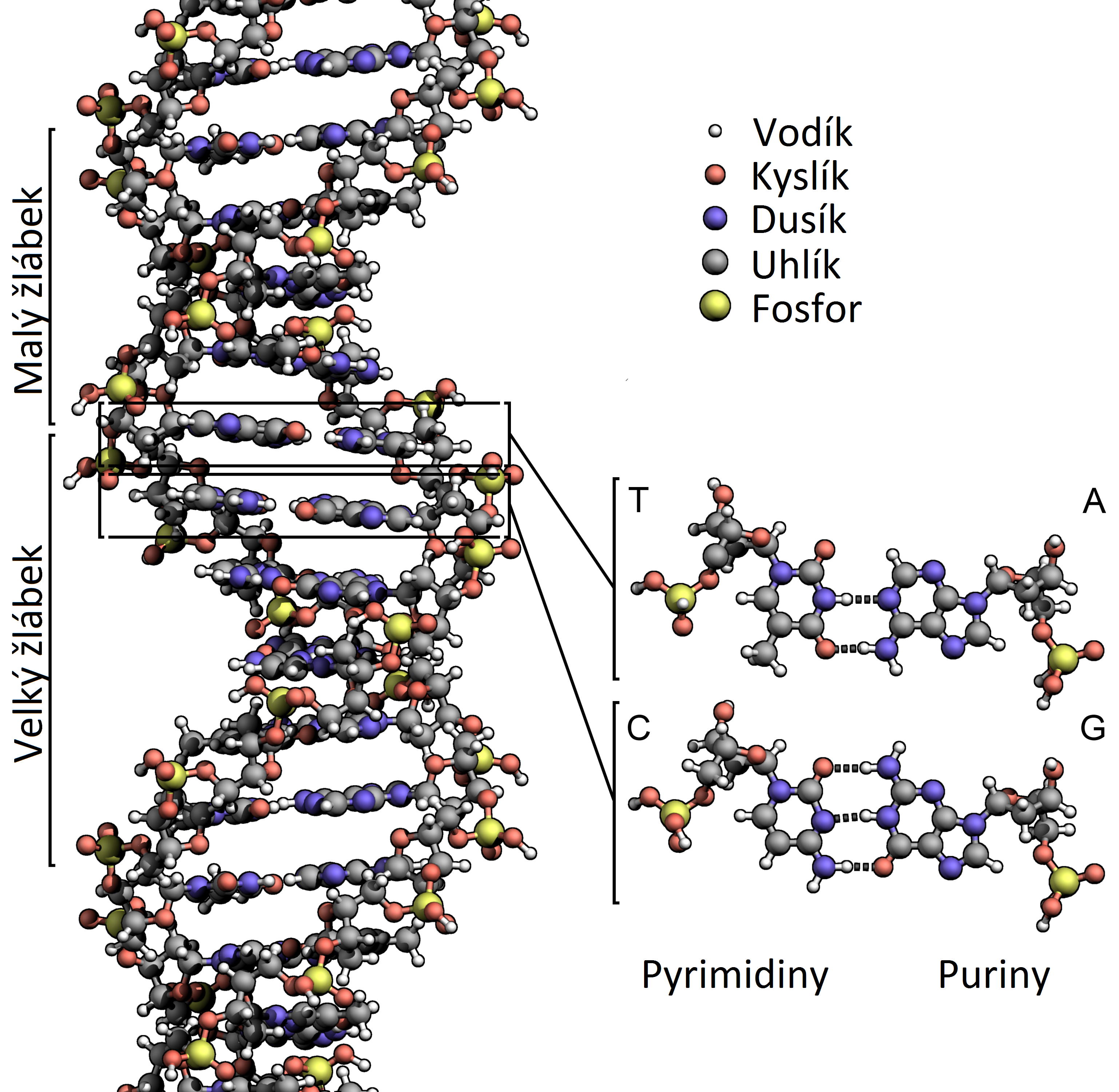 Jak dlouho vydrží vzorek DNA?