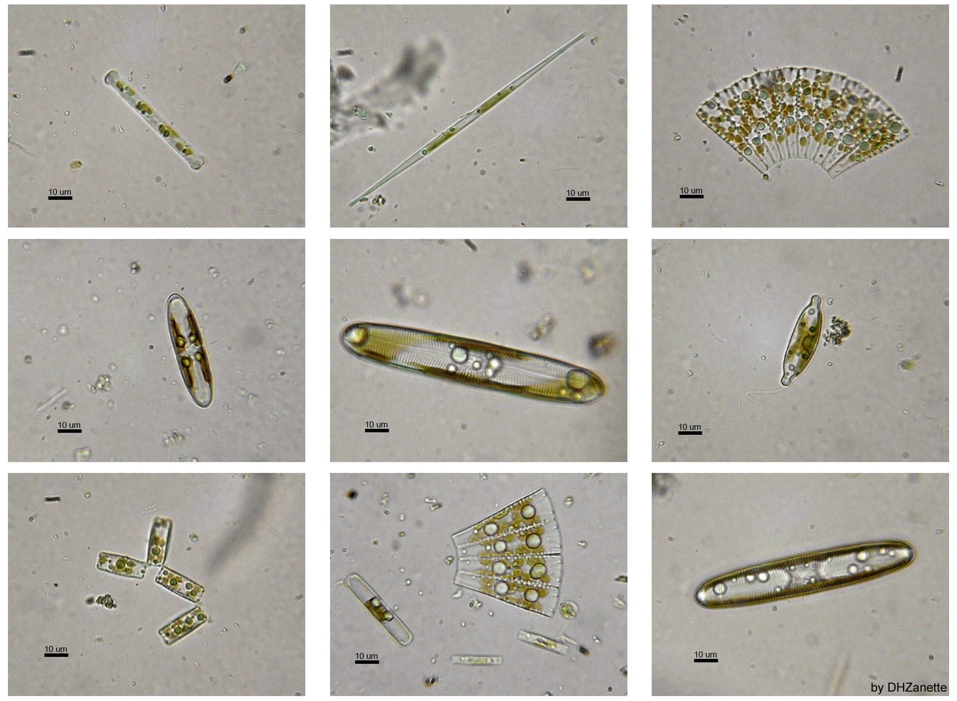 freshwater diatoms identification