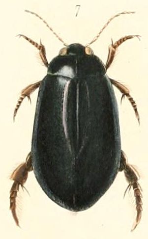 File:Dyticus submarginatus.jpg