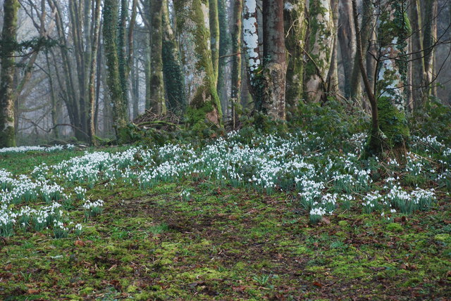 Eirlysiau ar Lan Afon Dwyfor - Snowdrops on the Banks of Afon Dwyfor - geograph.org.uk - 684029