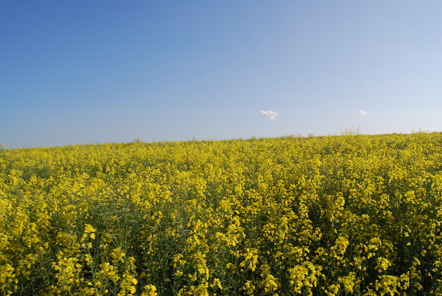 File:Flowering oilseed rape - geograph.org.uk - 2151539.jpg