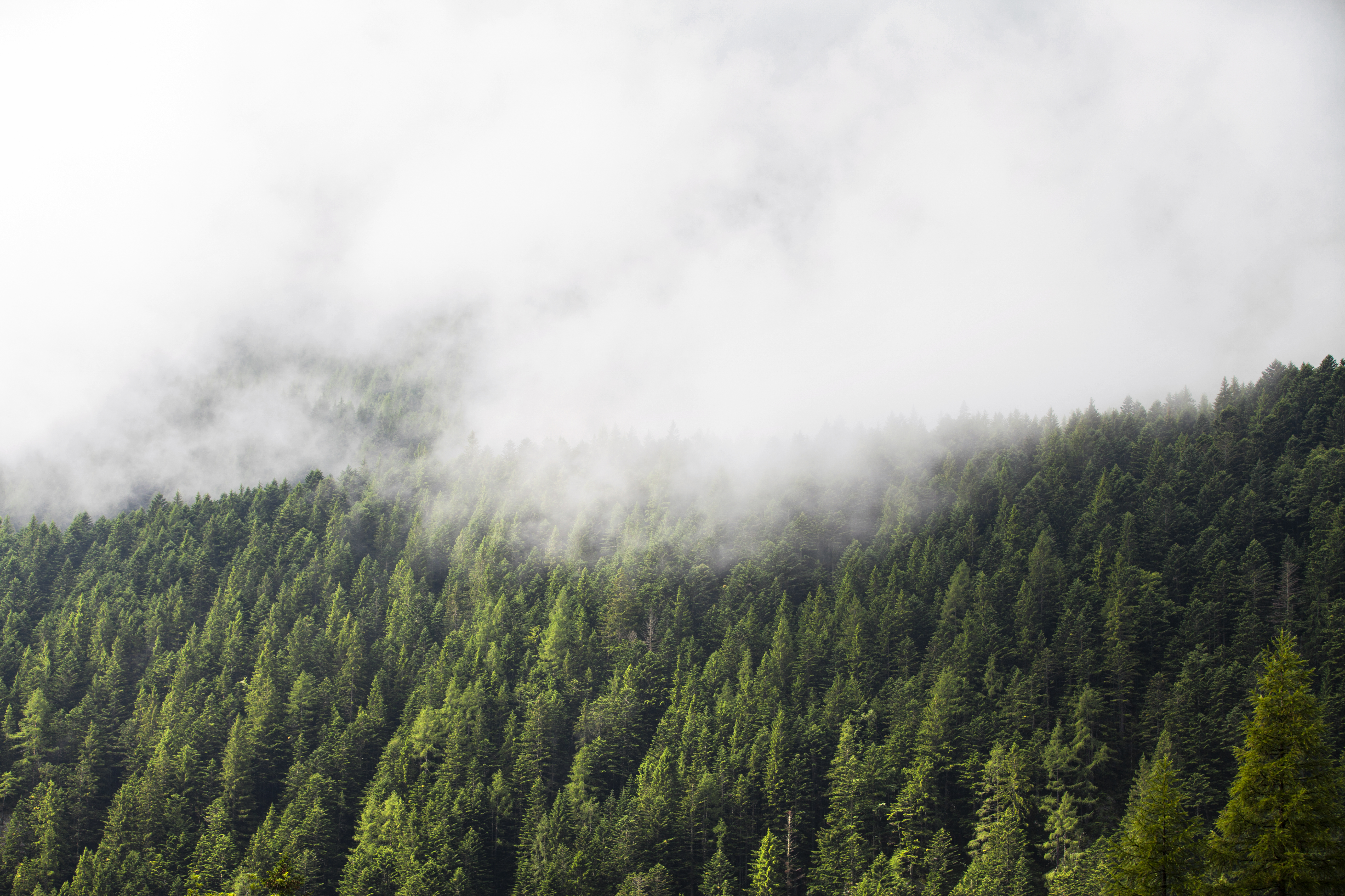 Foggy Green Forest Background