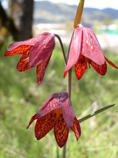 File:Fritillaria gentneri.JPG