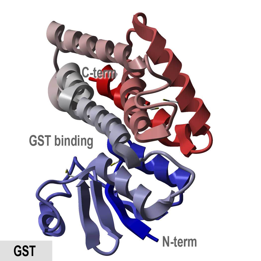 Glutathione S Transferase Wikipedia