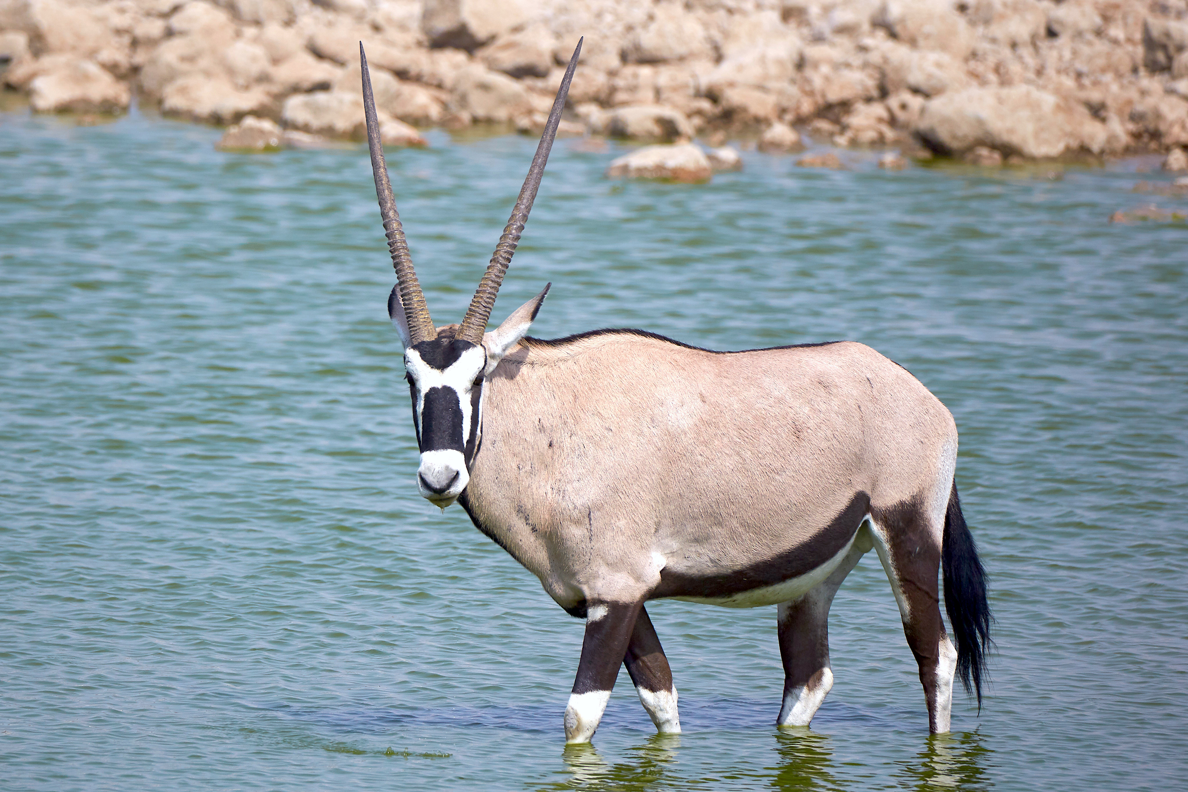 Gemsbok Water 2019-07-25.jpg. 