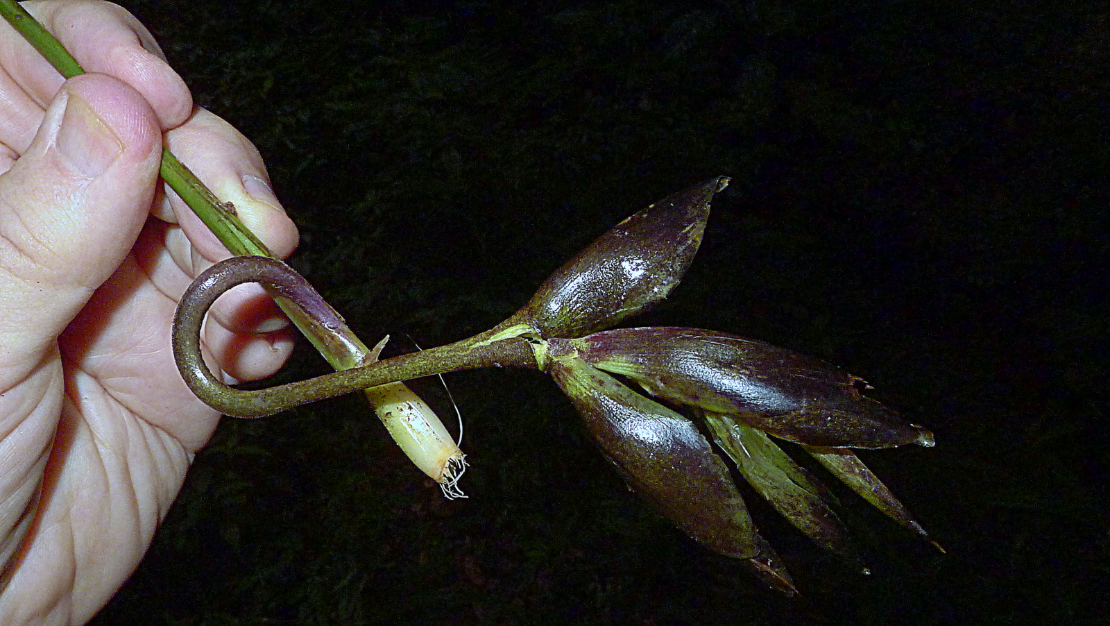 Goeppertia brasiliensis (Körn.) Borchs. & S. Suárez (20328446853).jpg