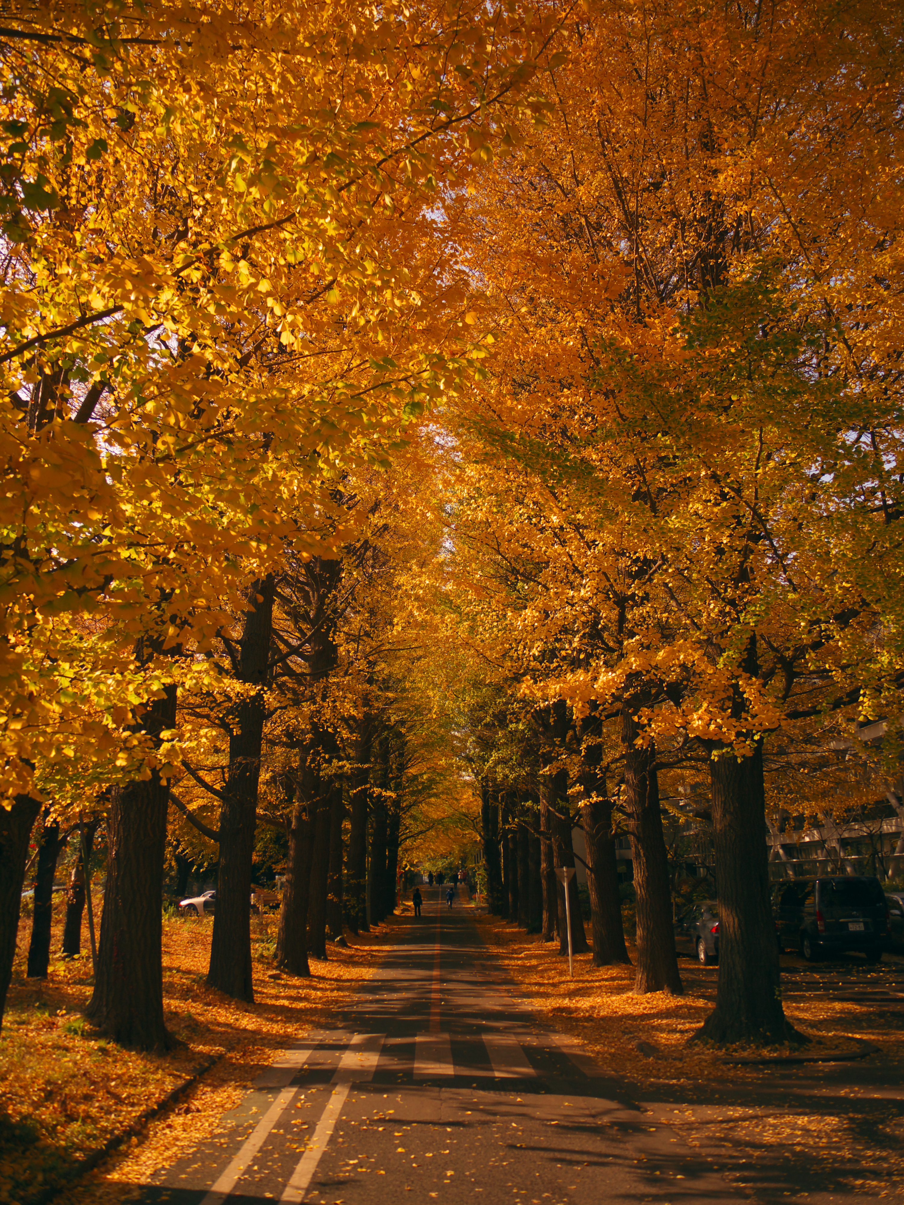 File Golden Alleyway Panoramio Jpg 維基百科 自由嘅百科全書