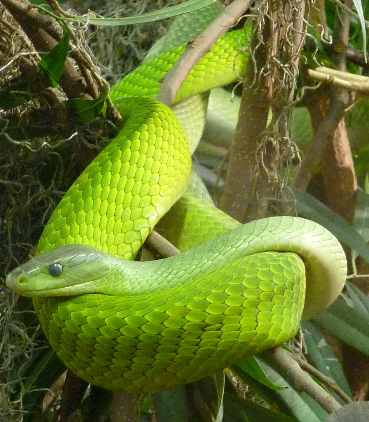Escamas de las serpientes - Wikipedia, la enciclopedia libre