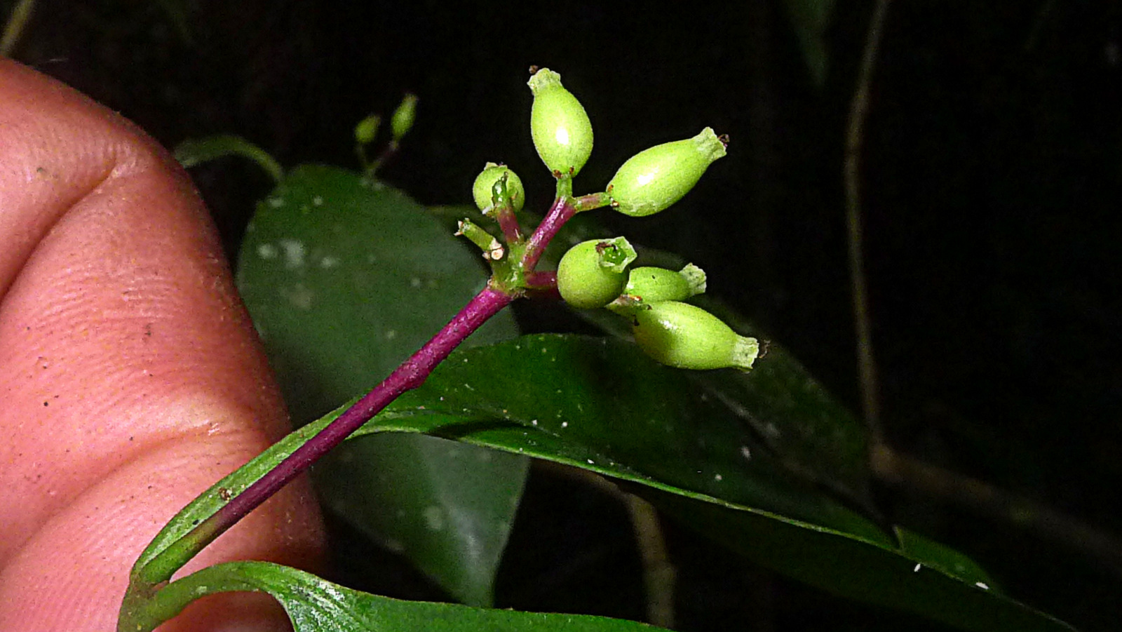 Guapira sp., Nyctaginaceae, Atlantic forest, northern littoral of Bahia, Brazil (16469155264).jpg