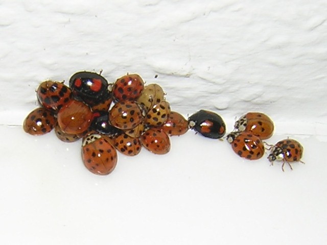 File:Harmonia axyridis bathroom 2.JPG