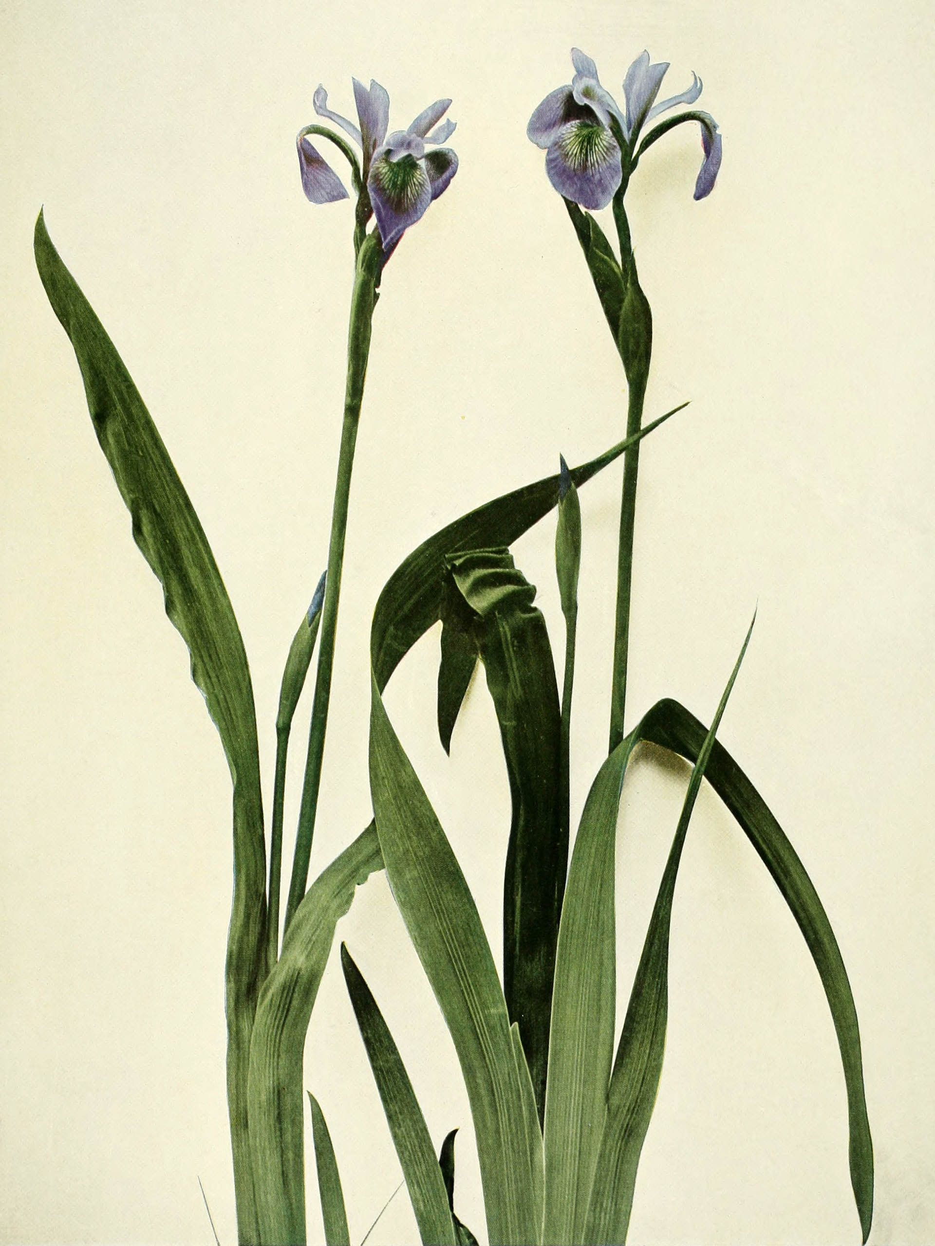 Iris versicolor с6