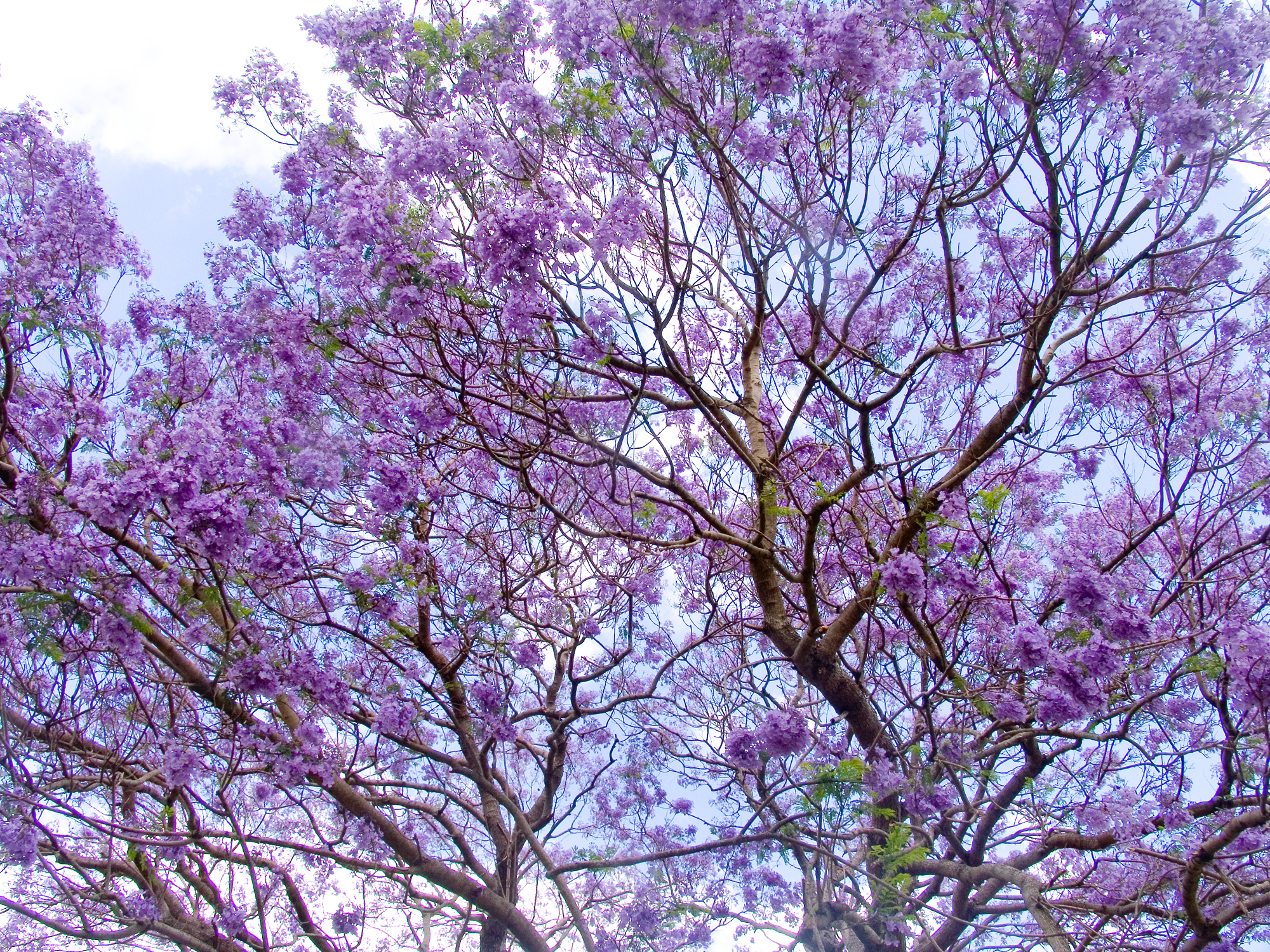 Fichier:Jacaranda en fleur-01+ (279282611).jpg - Wikimedia Commons