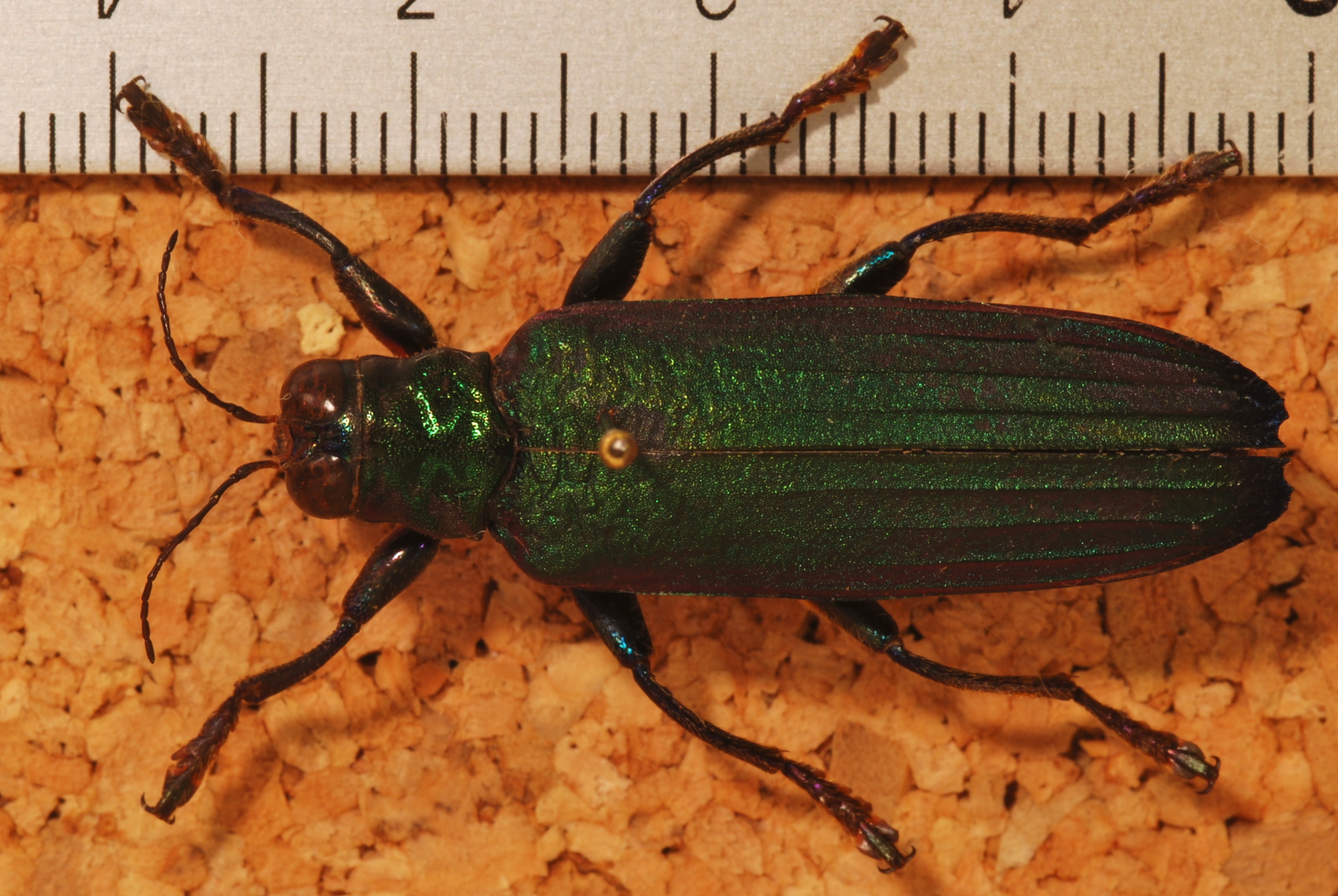 Jewel Beetle (Demochroa detanii) (8256555887).jpg