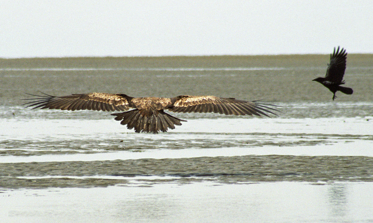 File:Juvebaldeagle-06may2.jpg