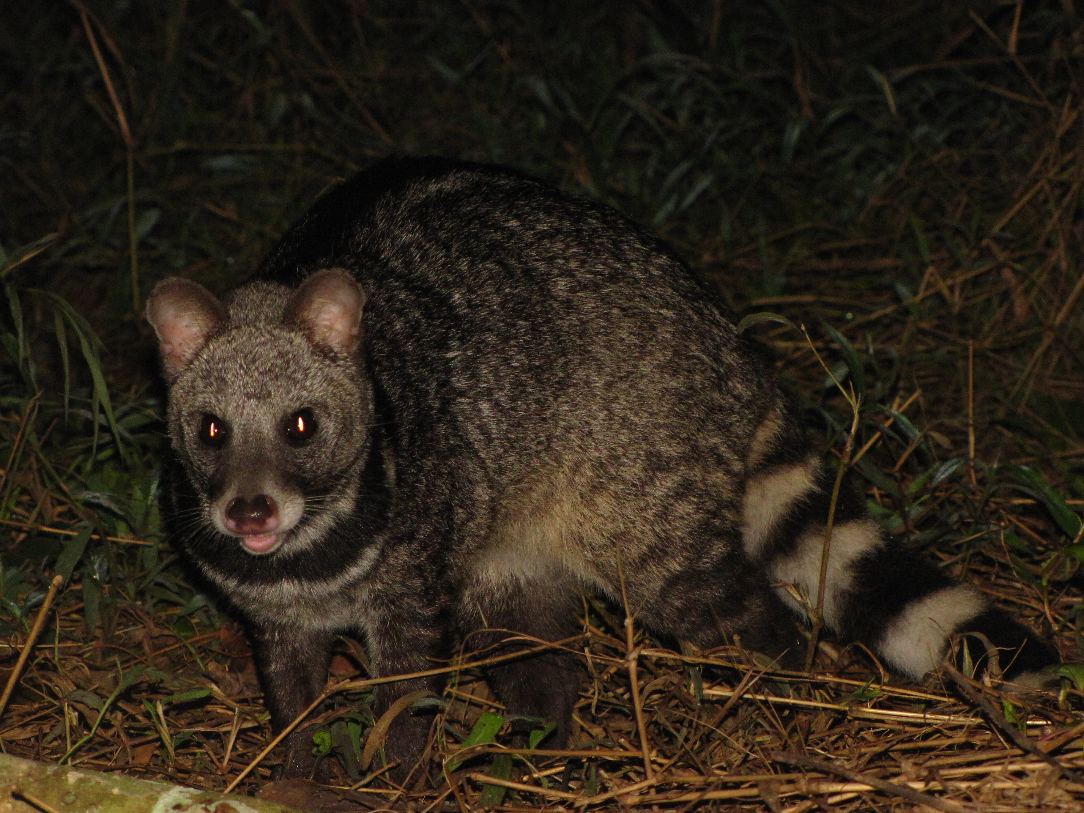 Large Indian civet - Wikipedia