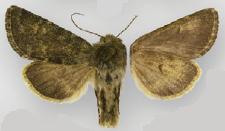 <i>Lasionycta silacea</i> Species of moth