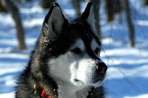 File:Malamute-002.jpg