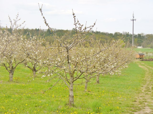 File:Marquardt - Obststreuwiese (Fruit Orchard) - geo.hlipp.de - 35669.jpg