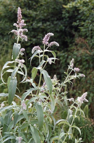 File:Mentha longifolia 1.jpg