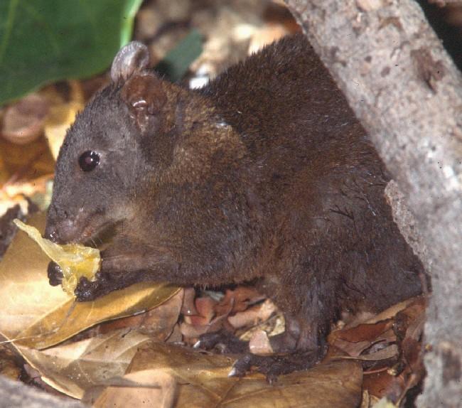 File:Musky rat-kangaroo4.jpg