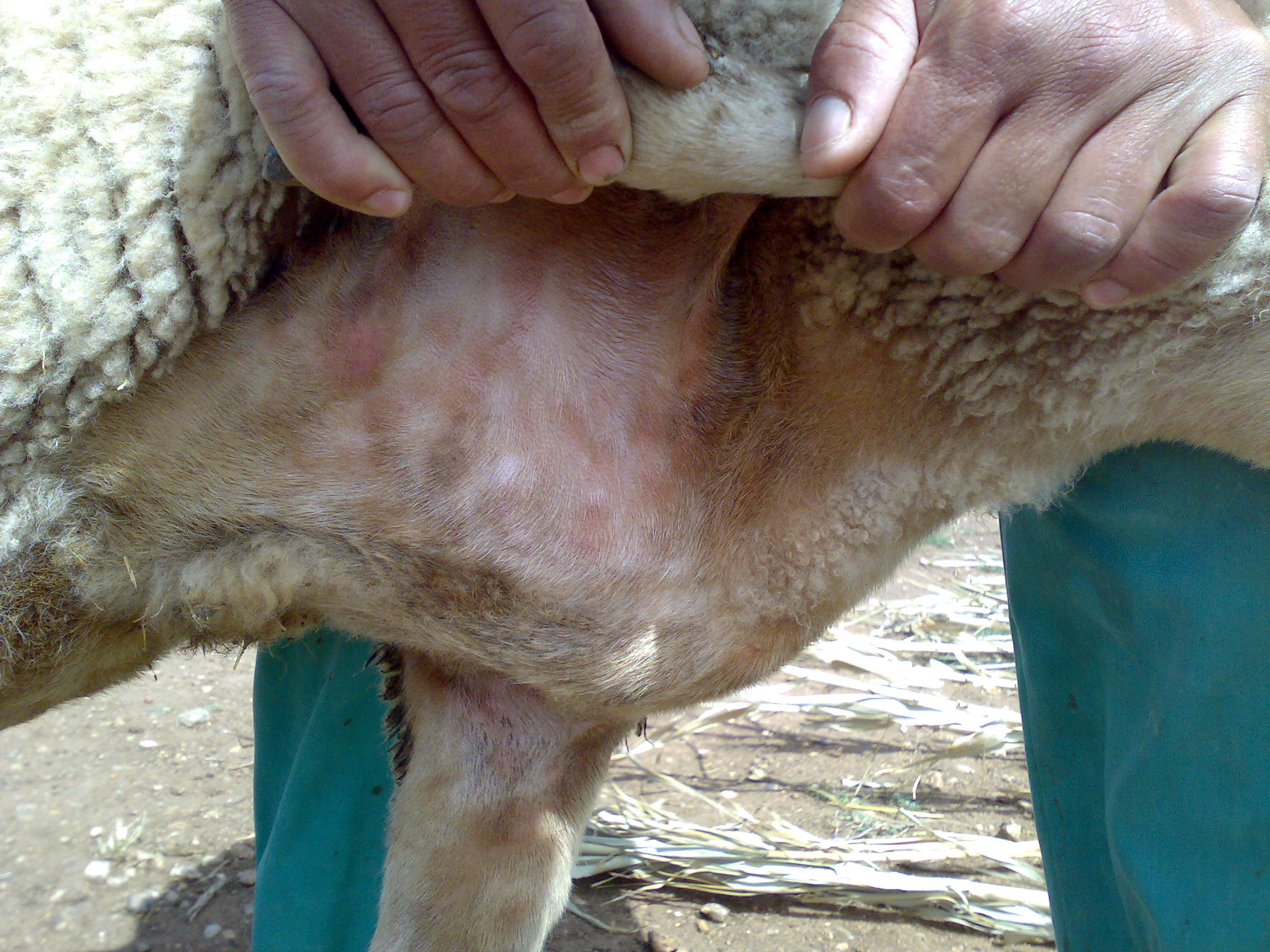 Na fotografii je detail podpaží ovce domácí, na kůži jsou červené skvrny a pupínky