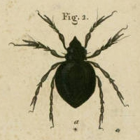 File:Notaspis Corynopus (Hermann, 1804).png