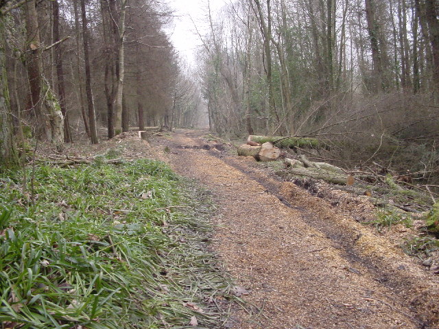 File:Old Mineral Line Flimby Great Wood - geograph.org.uk - 103233.jpg