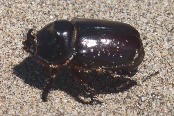 File:Oryctes nasicornis Suedfrankreich 2014 5.jpg