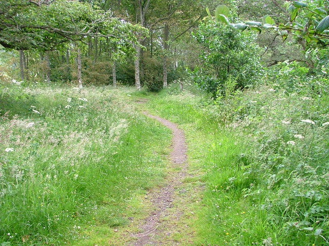 Path through Uig Wood - geograph.org.uk - 2496822