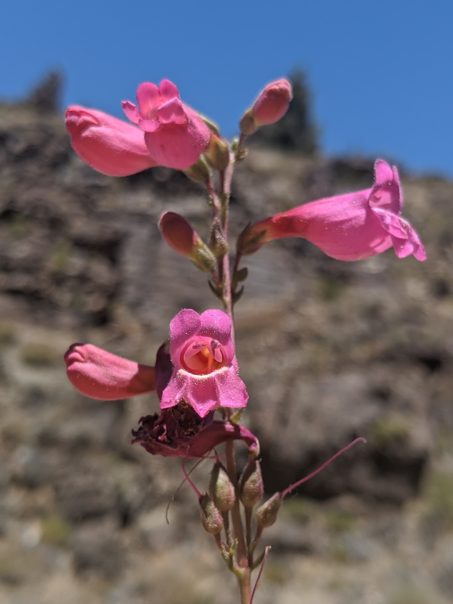 Penstemon Azureus