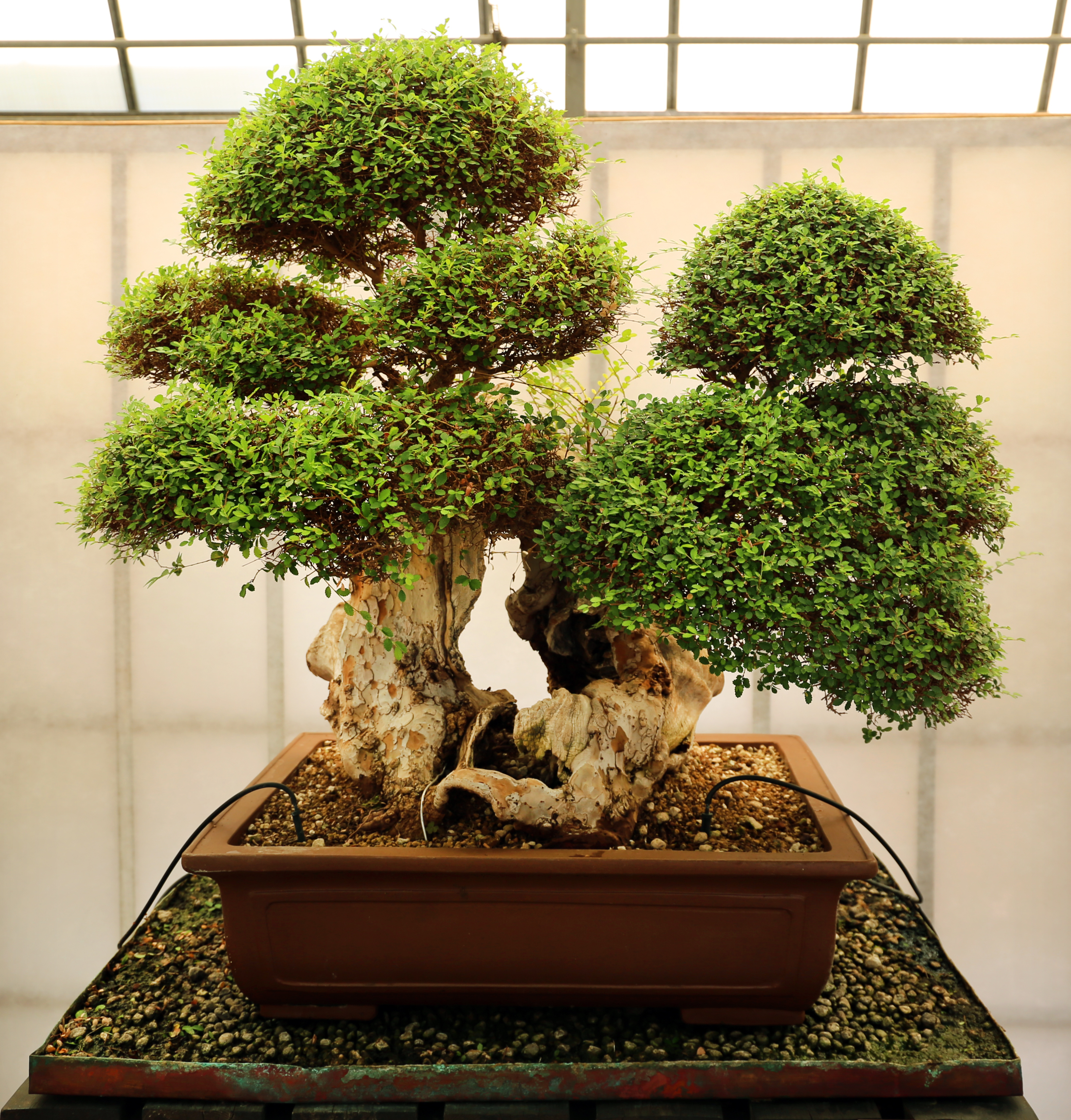 Bonsai - Wikipedia