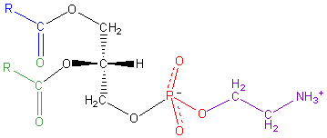 Phosphatidyl-Ethanolamine.png