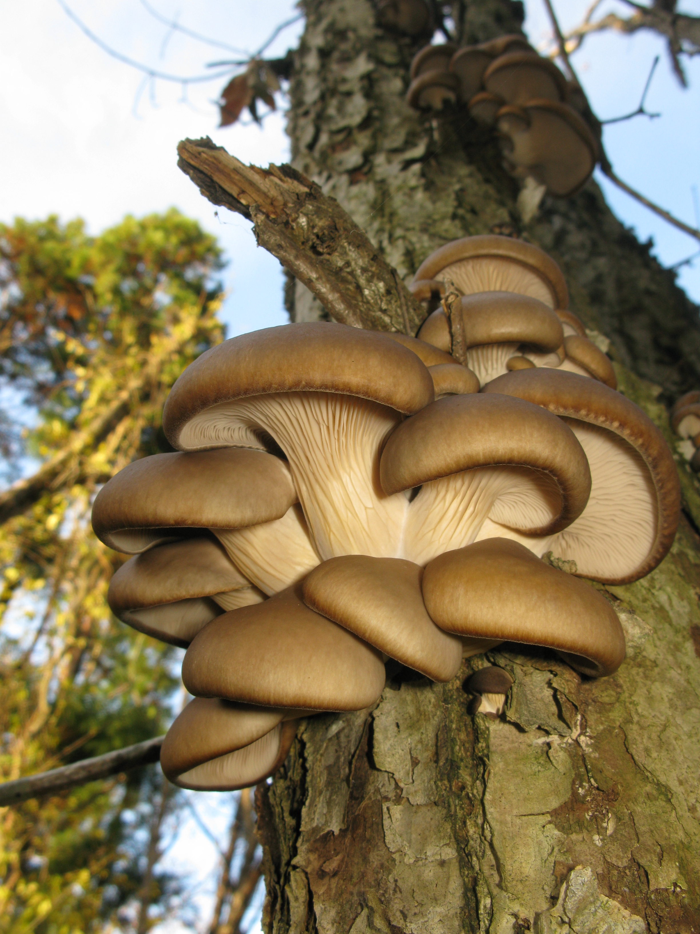 Вешенка описание. Вешенка Pleurotus ostreatus. Вешенка обыкновенная (Pleurotus ostreatus). Вёшенка обыкновенная. Вешенка рожковидная Лесная.