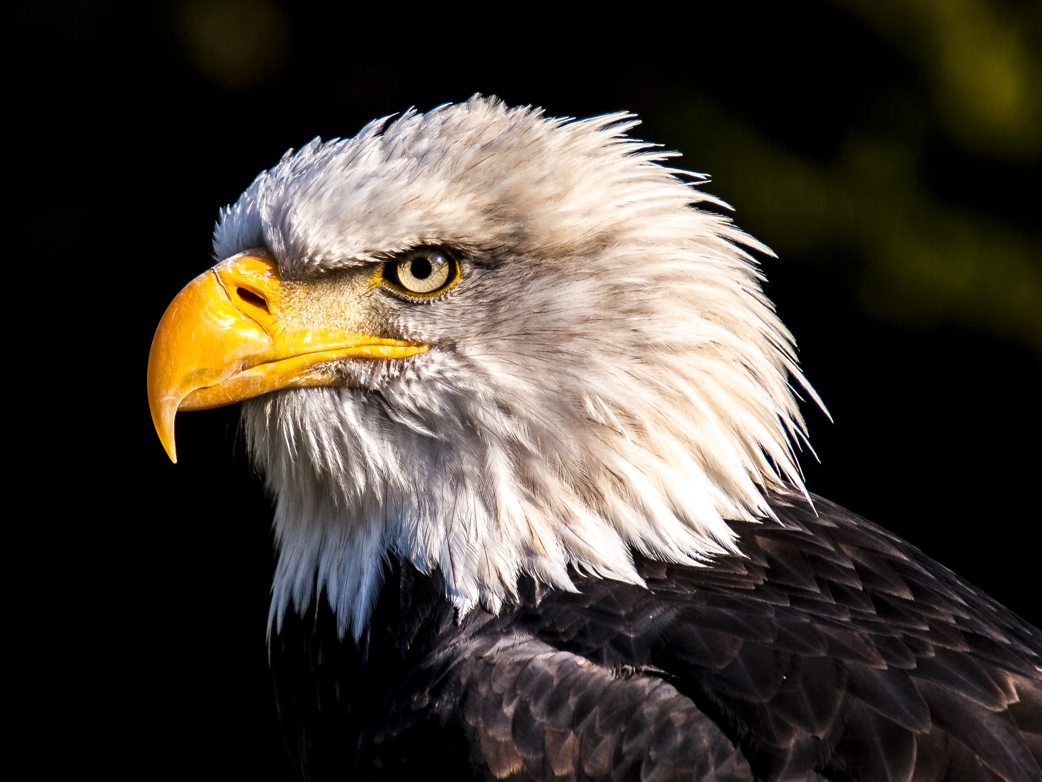 Eagle bird. "Белоголовый Орлан". Белоголовый Орлан анфас. Орлан-белохвост. Черный Орлан.