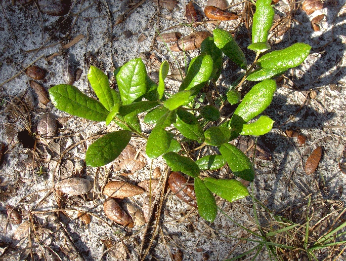 File:Quercus pumila Running Oak (homeredwardprice).jpg