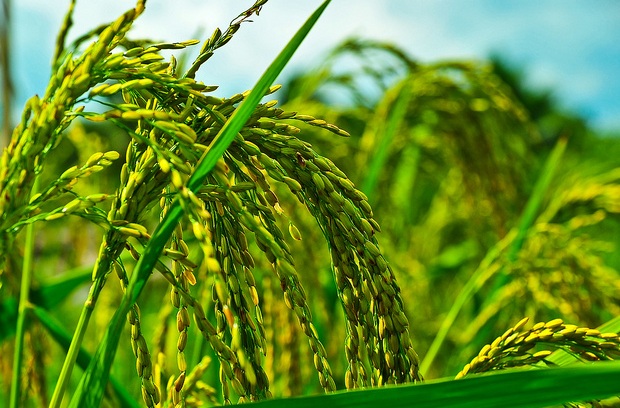 File:Rice IRRI Image 01.jpg